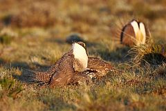 Greater Sage-Grouse